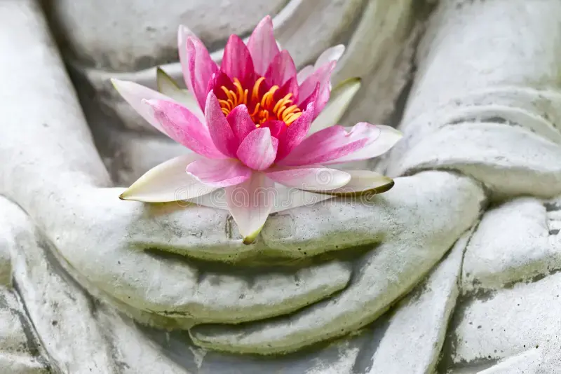 Mains de bouddha retenant la fleur 29338192
